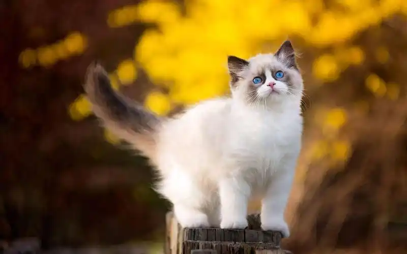 可爱呆萌的布偶猫桌面壁纸下载