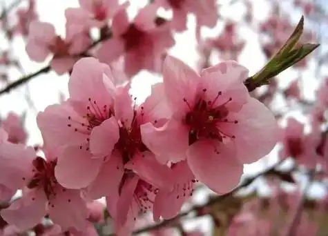 梨花有什么颜色