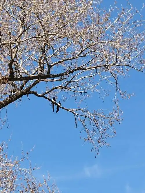 今天早晨不负我早起,赏鸟收获颇丰,经过回来比对书籍和大神们的照片和