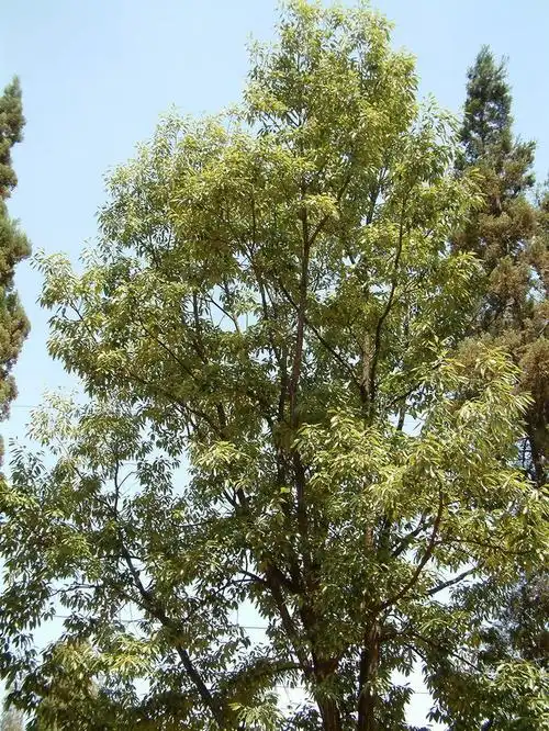 栓皮栎quercusvariabilis