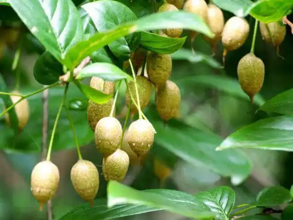 在超市都能买到却万万没想到原来这些香料是这么长大的
