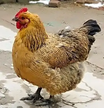 散养土母鸡黑脚鸡树林养殖