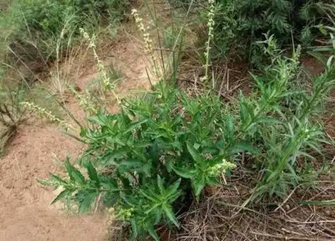 透骨草是什么样子的