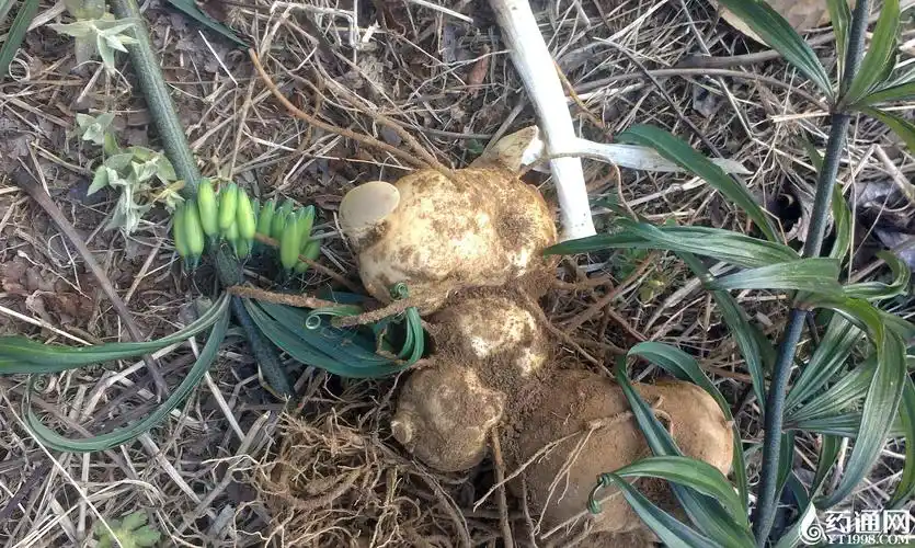 供应 								 								:黄精【品    名】:滇黄精 【产    地】.