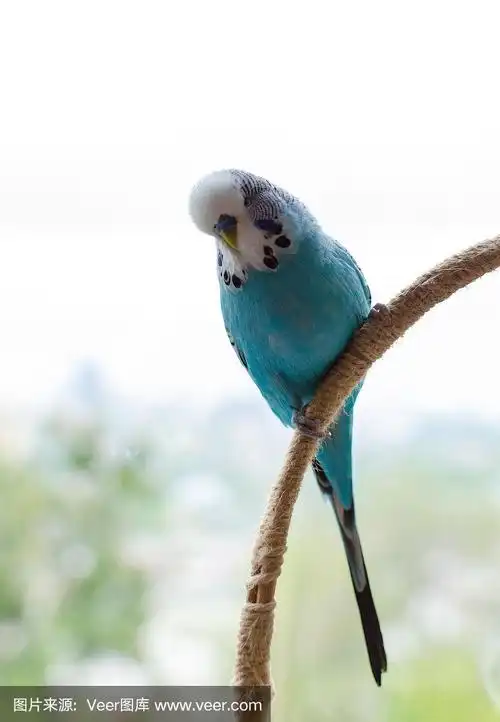 虎皮鹦鹉,小,会说话的雄性蓝色,可爱好玩的宠物