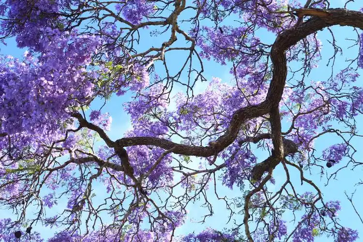 多年的花树,修练成一种仙骨的风范.