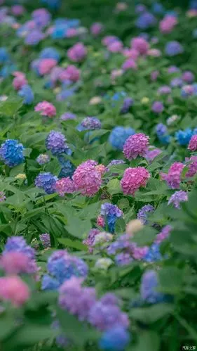 北京也有色彩斑斓的绣球花,非常漂亮好看