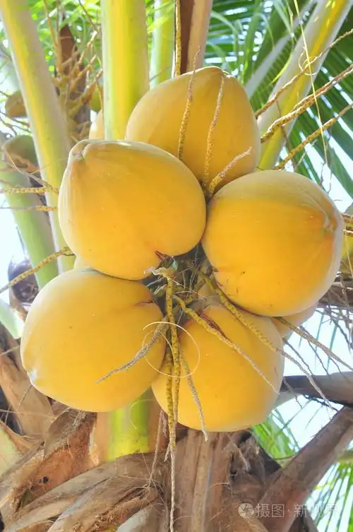 在越南的一棵树上的红椰子