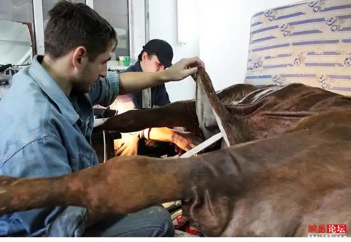 点击查看所有揭秘动物标本制作全过程(图片46)精美图片