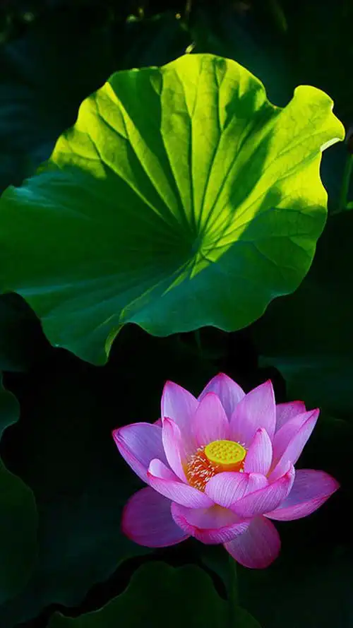 唯美荷花图片高清手机壁纸
