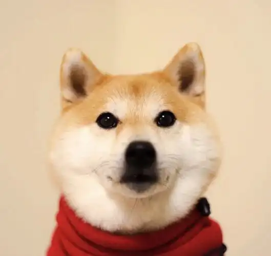 柴犬
