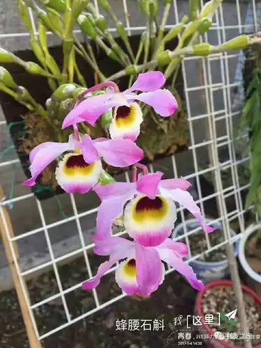 【石斛品种大全】自己亲手种盘石斛花