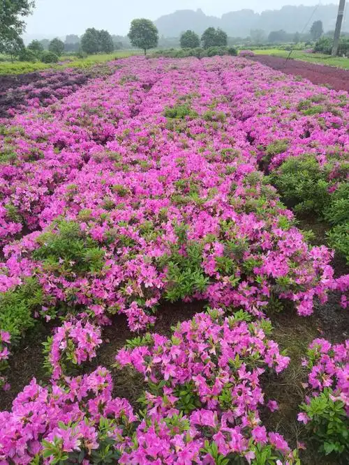 农户直销杜鹃小苗,毛球,精球,观花植物 ,成活率好, 多购从优
