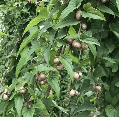 山药豆和山药是同一种植物长出来的吗它们有何区别