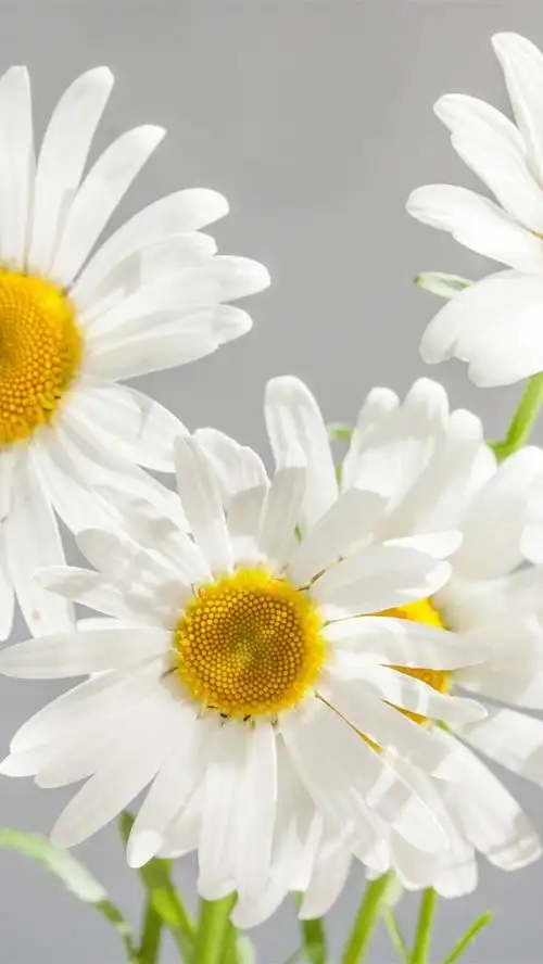 白色雏菊,花瓣,灰色背景