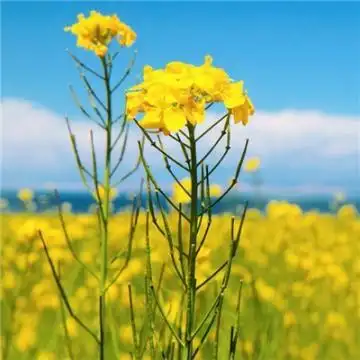 2020微信最吉利的好看头像女生吉利能带来好运的微信头像