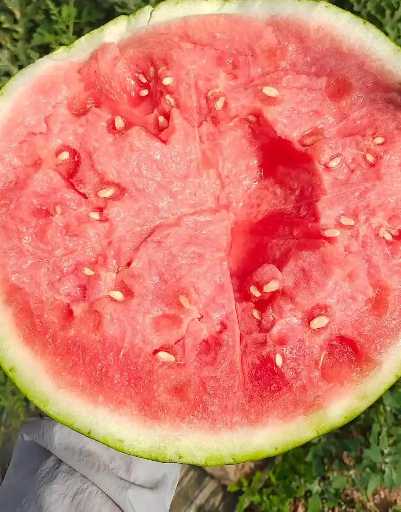 吃美都西瓜啦91.