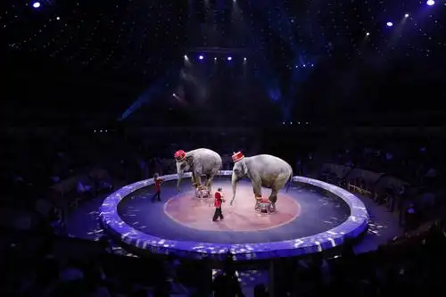 意大利托尼马戏团在圣彼得堡演出