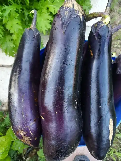 好大的茄子告诉我们有付出就会有回报