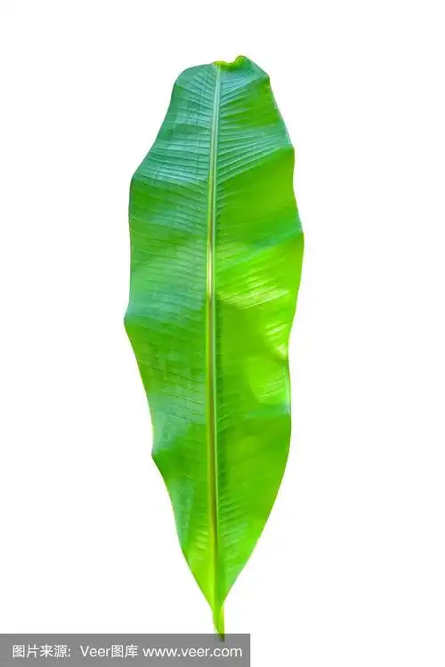 芭蕉叶孤立的白色背景与修剪路径.高清图像和大分辨率.可以用作墙纸吗
