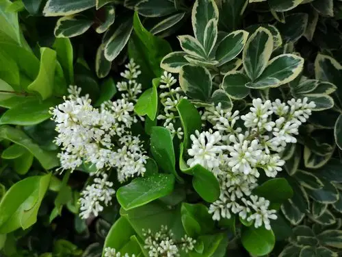 女贞也开花