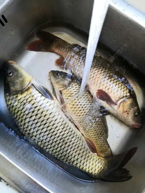 咋天,守钓数小时最终鱼获