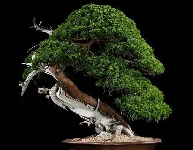 盆栽真柏盆景肥水管理做好这几点枝短叶密简单好学