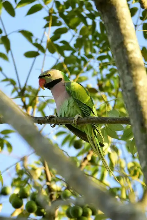云南德宏瑞丽市贺哈村拍:绯胸鹦鹉(四十篇)