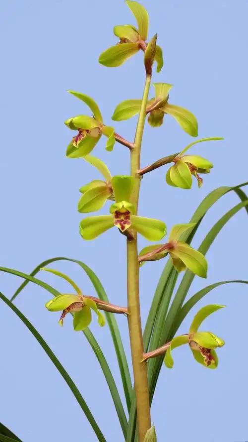 蕙兰的老八种简析