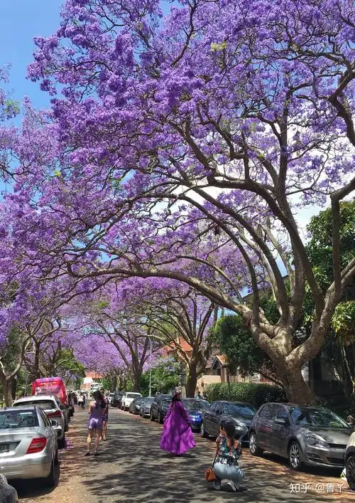 照片归类澳洲蓝花楹