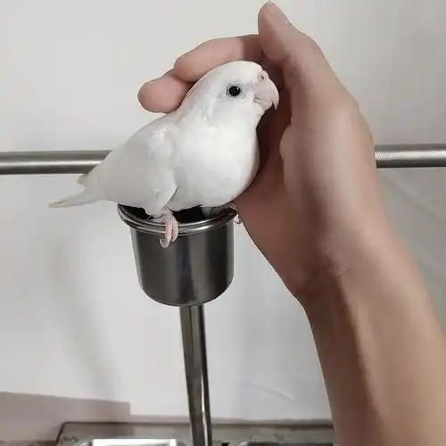 zxc白脸派特特色玄凤鹦鹉手养亲人自家繁殖白脸百趴喷点超高白脸超高