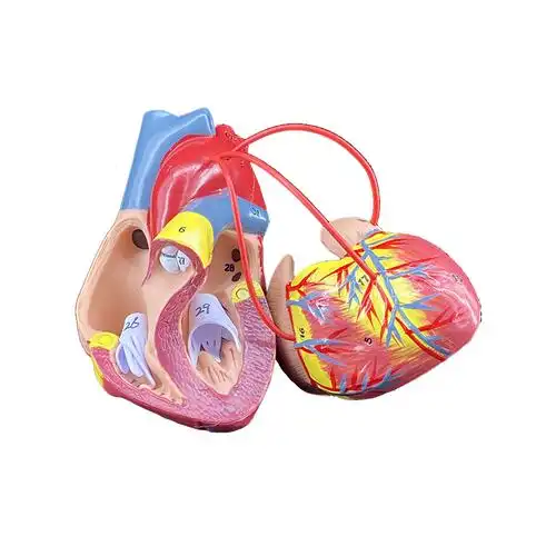 模型人体心脏搭桥演示教学内脏器官层次结构其他模型玩具