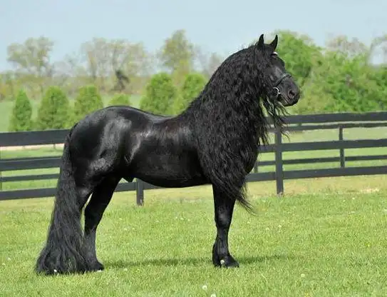 世界上最迷人的一匹黑马,配种一次几万元!