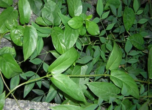 鸡屎藤又叫鸡矢藤,牛皮冻,臭藤等,是我们生活中常见的一种中药材,主要