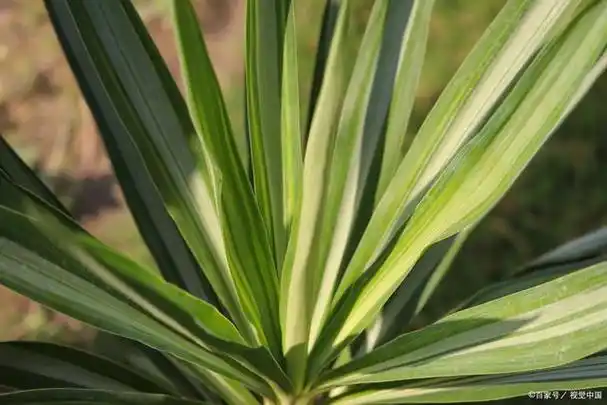 大叶子兰花是什么品种