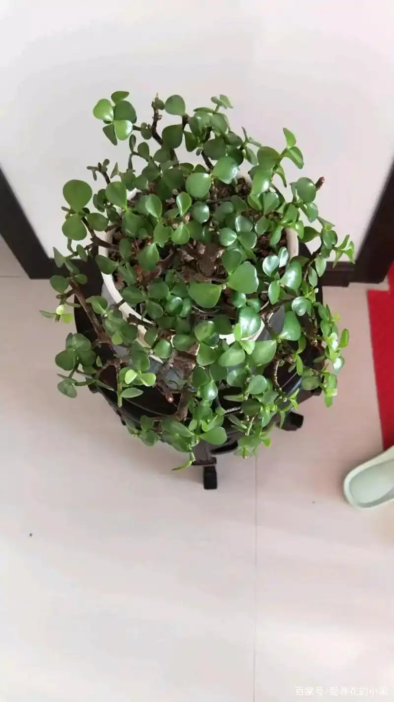 我们怎么给金枝玉叶施肥呢?从基质,季节,长势教你掌握施肥技巧