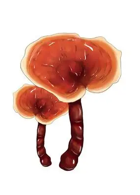 中草药手绘灵芝