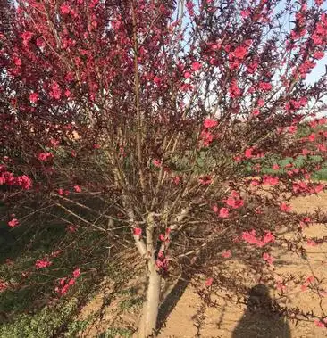 [碧桃树批发]红叶碧桃价格20.00元/棵 - 一亩田