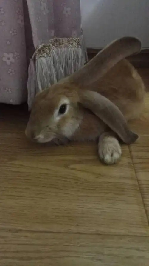 求一张公主兔长大了的照片