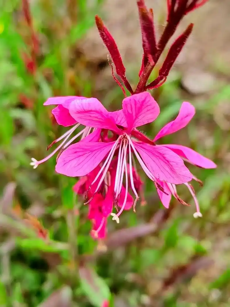 身边植物之太妃山桃草:株高50-80厘米,粉色花朵,花期6- - 抖音