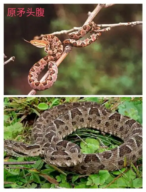 原矛头蝮,本地俗称"笋壳斑","烙铁头"