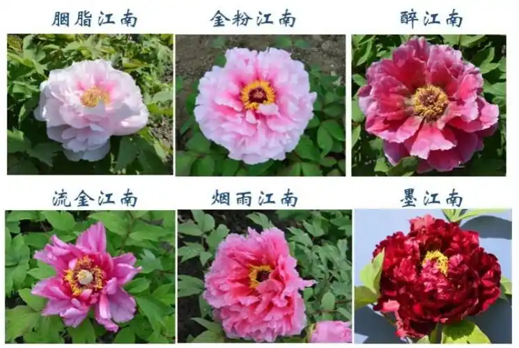 高品质牡丹品种选育和高效栽培关键技术研究与示范项目线上会议在辰