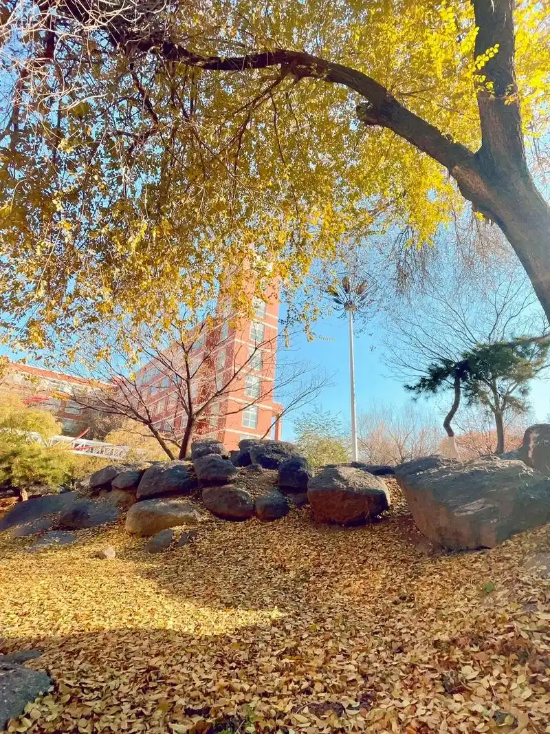 冬日的午后#阳光明媚,照在身上暖暖的,在#校园里感受一下阳