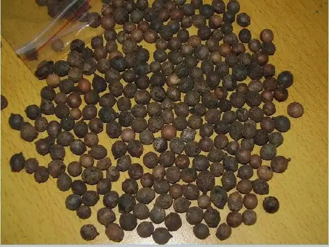 新鲜印度檀香种子