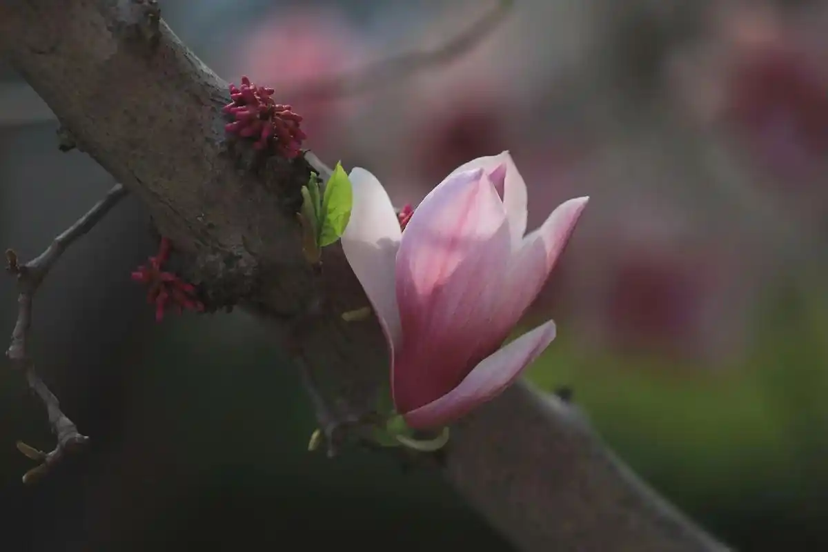 四月的花儿最美!9791.阳春四月,颜色各异美丽高贵的玉兰花 - 抖音
