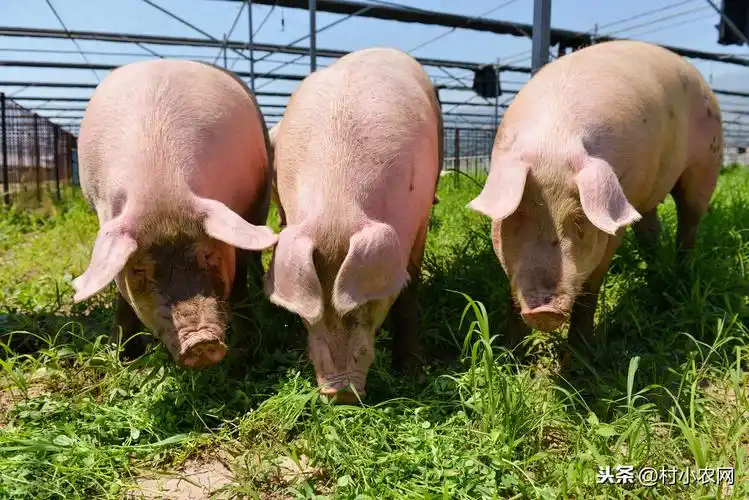 鱼摆摆网 教程 电商培训   很多人说如今在农村养猪看着很赚钱,但风险
