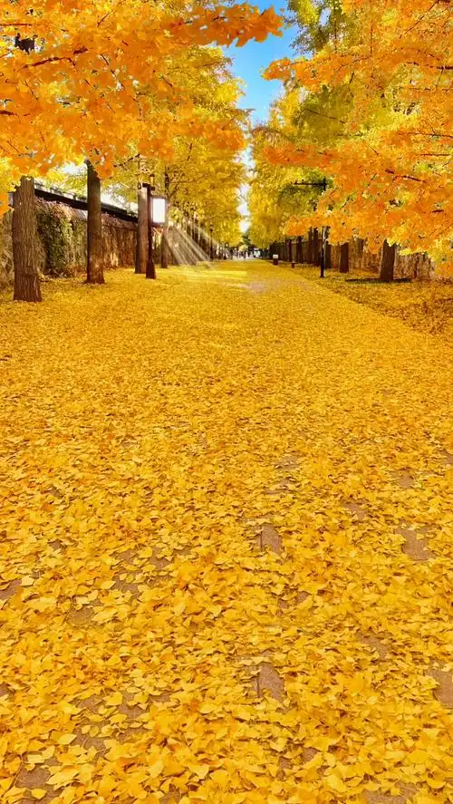 "#唯美意境 #治愈系风景