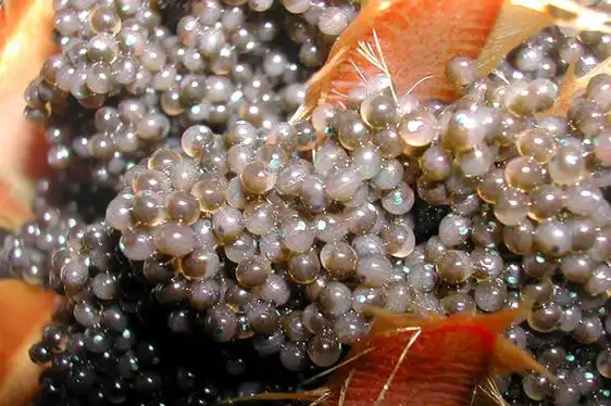 果壳【餐桌物种日历】4月5日 美洲螯龙虾