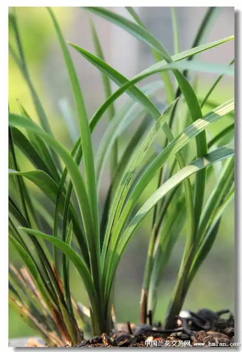 七叶白彩-春兰篇-中国兰花交易网社区