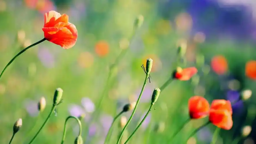 好看的鲜花,高清图片,电脑桌面-壁纸族